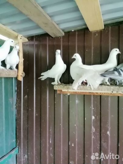 Продам белых голубей