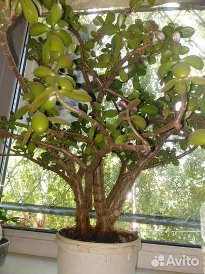 Денежное дерево, 2 ствола, красивое