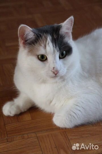 Кошка в дар