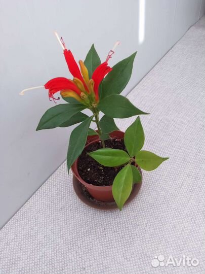 Эсхинантус