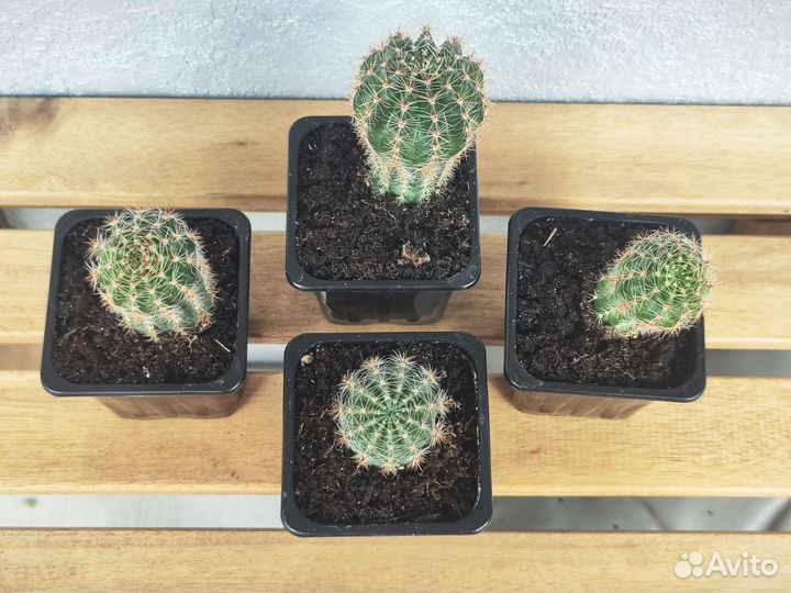 Кактус и толстянка (денежное дерево)