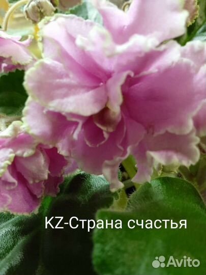 Черенки сортовых фиалок