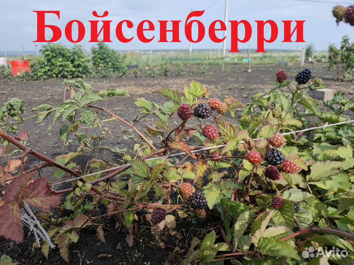 Саженцы ежемалины зкс Тайберри,Букингем,Логанберри