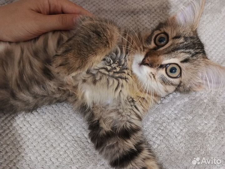 Котик в добрые руки