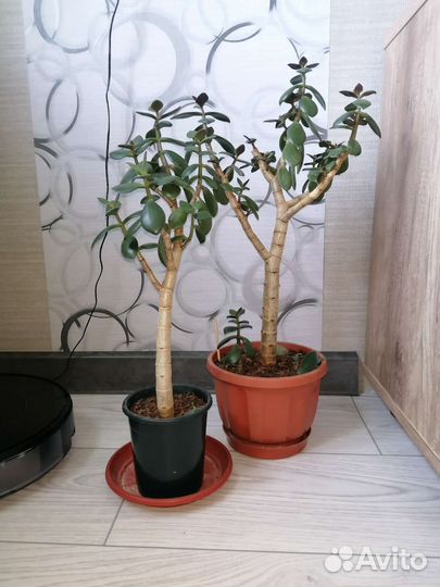 Денежные деревья Толстянка