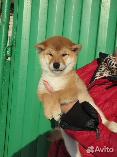 Щенки сиба шиба ину