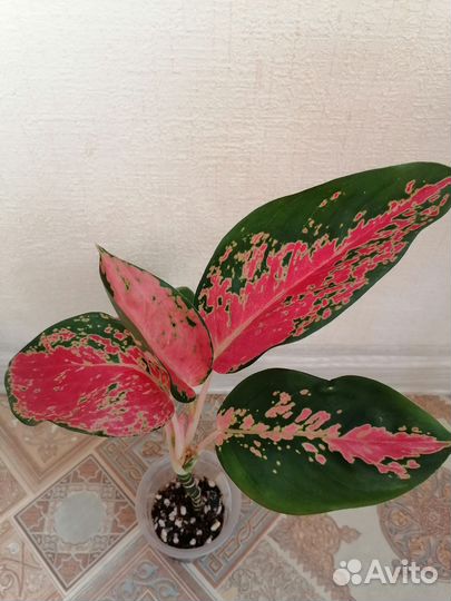 Аглаонема Танг Чанг Пуэк