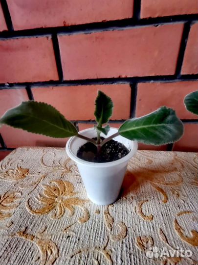 Глоксиния махровая