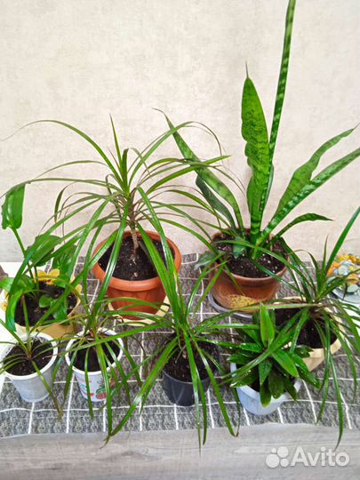 Дримиопсисы, аглаонемы, драцены. Комнатные цветы