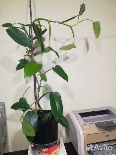 Комнатные растения: Филодендрон