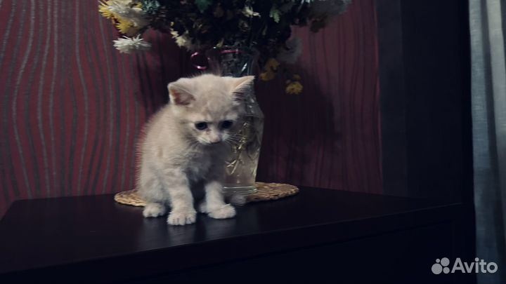Прекрасные котята