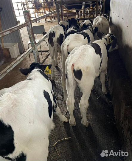 О Телята бычки и тёлки