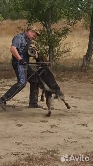 Вязка. Кобель немецкая овчарка