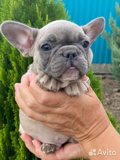 Французский бульдог