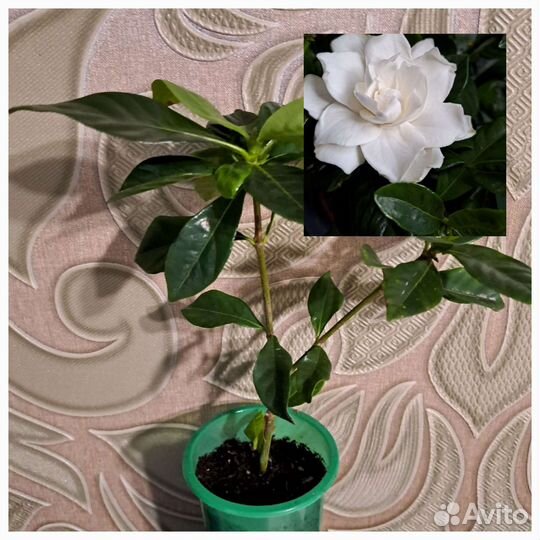 Олеандр, гардения, жасмин, ананас