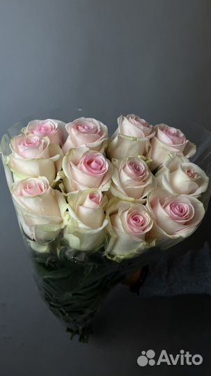 Премиум роза Эквадор 60-70 см с доставкой