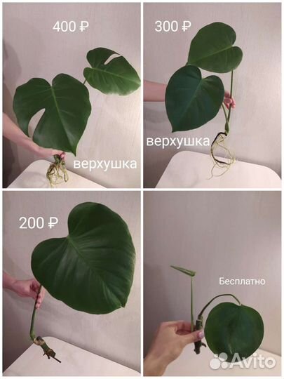 Монстера Комнатные растения Цветы