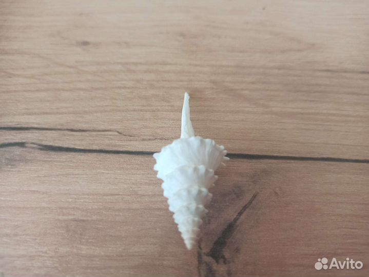 Морская раковина