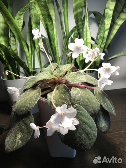 Фиалка цветущая всегда