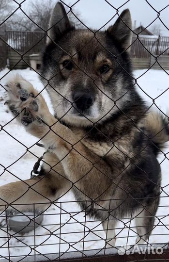 Продам щенков Западносибирской лайки