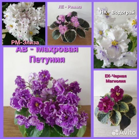 Детки сортовых фиалок