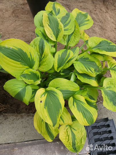 Хосты разных сортов