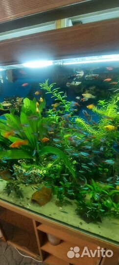 Украшения для аквариума