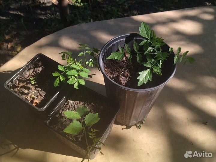 Саженцы кампсиса