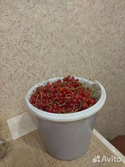 Красная смородина