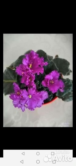 Фиалки разные, махровые перламутровые