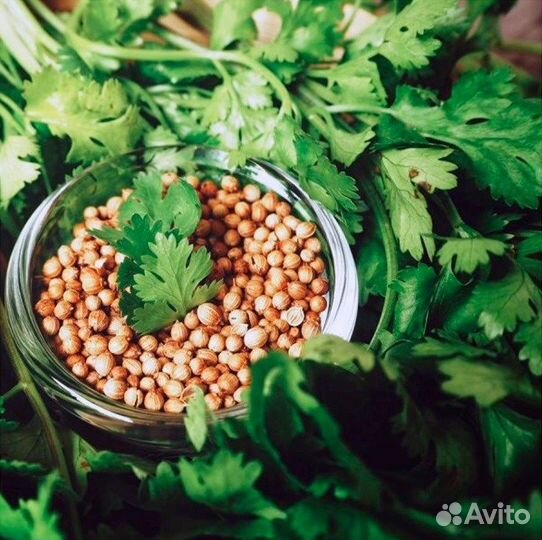 Зелень в ассортименте, семена