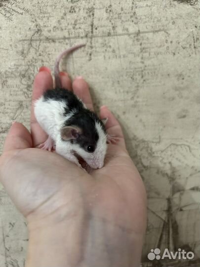 Ручные Крысята Дамбо