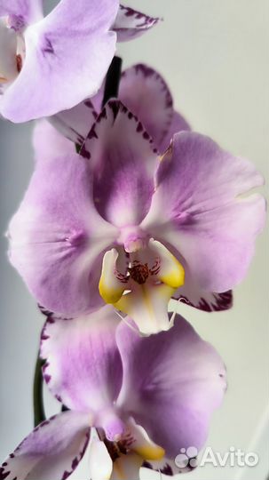 Орхидея фаленопсис бабочка Art Nouveau