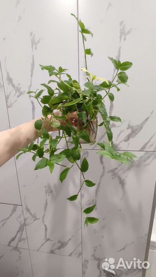 Монстера, алоказия,филодендрон, замиокулькас и т.д