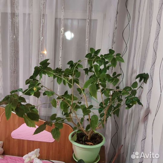 Замиокулькас