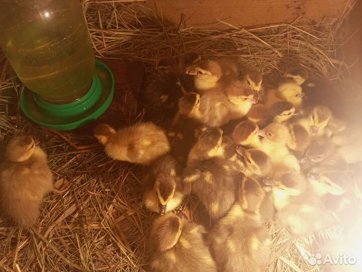 Утята, Циплята