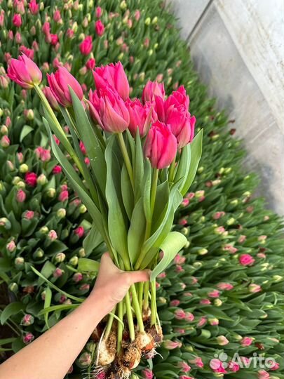 Пионовидные и бахромчатые тюльпаны из Краснодара о