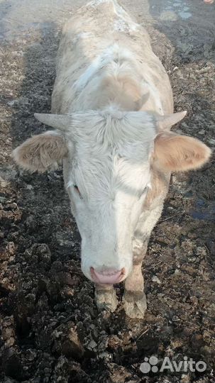 Нетель породы симентал