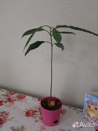 Авокадо дерево