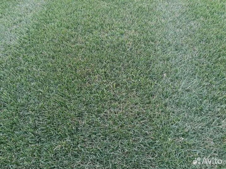 Укладка рулонного газона