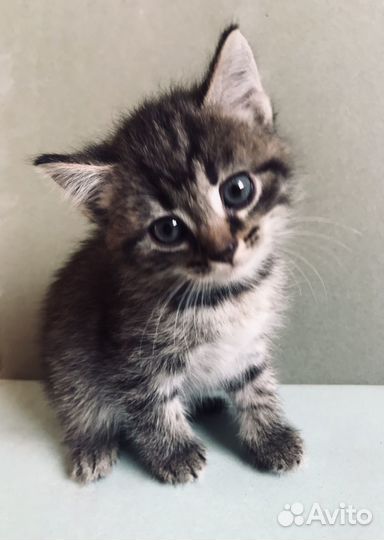 Котята бесплатно