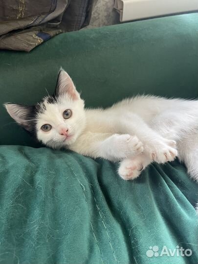 Котенок девочка в добрые руки