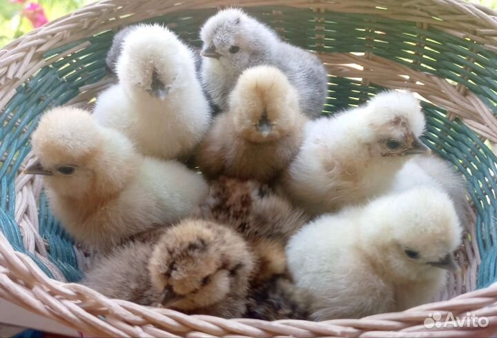 Цыплята китайские шелковые