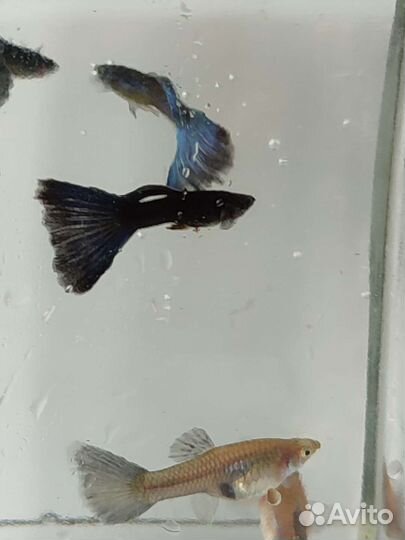 Гуппи и меченосцы