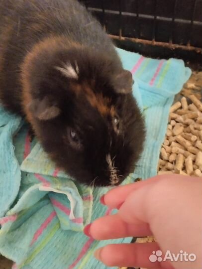 За морская свинка