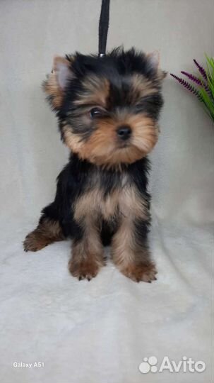 Продаю красивых мальчиков йоркширского терьера