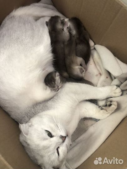 Шотландские котята