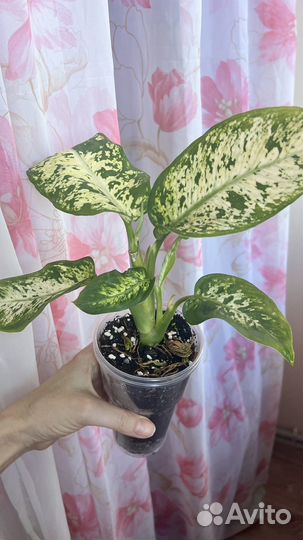 Диффенбахия Марс