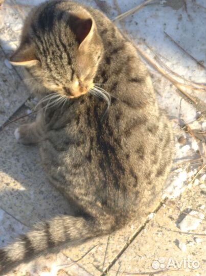 Продам молодого кота оригинального окраса