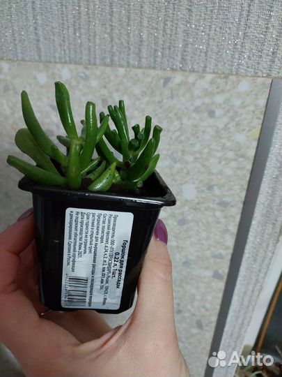 Комнатные растения